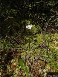 Attēlu rezultāti vaicājumam “Rubus chamaemorus flower”