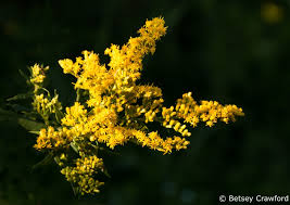 Attēlu rezultāti vaicājumam “Solidago canadensis flower”