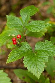 Attēlu rezultāti vaicājumam “Rubus saxatilis fruit”