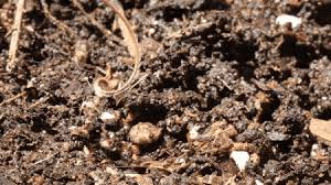 Attēlu rezultāti vaicājumam “Erodium cicutarium fruit”