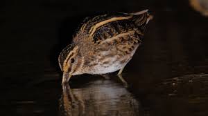 Image result for Lymnocryptes minimus