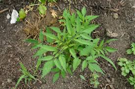 Attēlu rezultāti vaicājumam “Bidens frondosa”