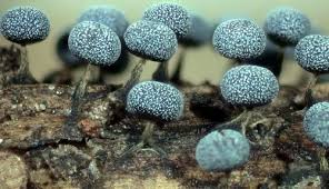 Attēlu rezultāti vaicājumam “Physarum leucophaeum spores”