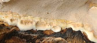 Attēlu rezultāti vaicājumam “Gloeoporus pannocinctus”