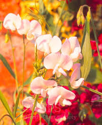 Attēlu rezultāti vaicājumam “Lathyrus latifolius”