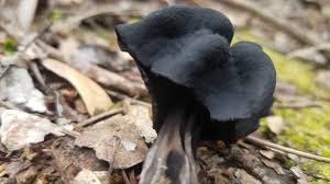 Attēlu rezultāti vaicājumam “Helvella lacunosa”