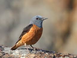 Image result for Monticola saxatilis