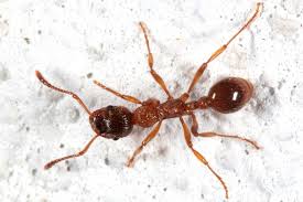 Attēlu rezultāti vaicājumam “Myrmica rubra”