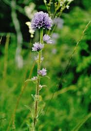 Attēlu rezultāti vaicājumam “Campanula cervicaria flower”