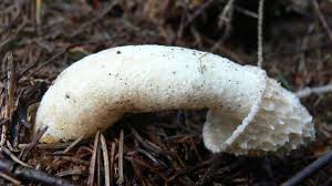 Attēlu rezultāti vaicājumam “Phallus impudicus”
