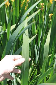 Attēlu rezultāti vaicājumam “Iris pseudacorus leaf”
