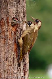Attēlu rezultāti vaicājumam “Picus viridis nest”