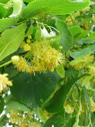 Attēlu rezultāti vaicājumam “Tilia x vulgaris”