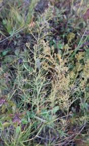 Attēlu rezultāti vaicājumam “Thesium ebracteatum”