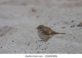 Image result for Sylvia nana