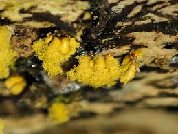 Attēlu rezultāti vaicājumam “Leocarpus sp.”