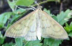 Attēlu rezultāti vaicājumam “Paratalanta hyalinalis”