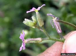 Attēlu rezultāti vaicājumam “Raphanus sativus flower”