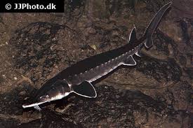 Image result for Acipenser oxyrinchus oxyrinchus