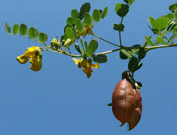 Image result for Colutea arborescens