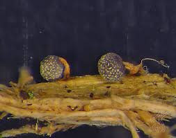 Attēlu rezultāti vaicājumam “Physarum alexandrowiczii spores”