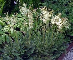 Attēlu rezultāti vaicājumam “Filipendula vulgaris bud”