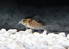 Image result for fish corydoras
