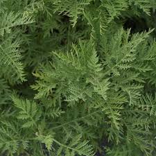 Image result for Artemisia gmelinii