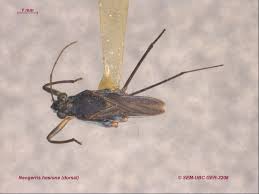 Attēlu rezultāti vaicājumam “Limnoporus rufoscutellatus”