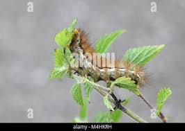 Attēlu rezultāti vaicājumam “Spilosoma lutea larva”