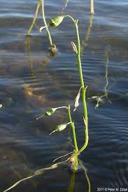 Attēlu rezultāti vaicājumam “Lobelia dortmanna”
