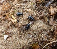 Attēlu rezultāti vaicājumam “Aegialia arenaria”