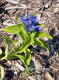 Attēlu rezultāti vaicājumam “Gentiana cruciata flower”