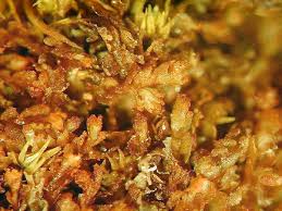 Attēlu rezultāti vaicājumam “Lophozia ventricosa”