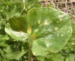 Attēlu rezultāti vaicājumam “Uromyces dactylidis”