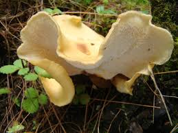 Attēlu rezultāti vaicājumam “Polyporus varius”