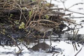 Image result for Lymnocryptes minimus