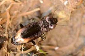 Attēlu rezultāti vaicājumam “Notiophilus biguttatus”