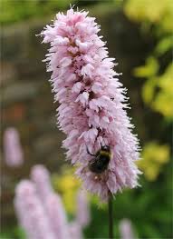 Attēlu rezultāti vaicājumam “Bistorta major fruit”