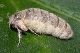 Attēlu rezultāti vaicājumam “Orgyia antiqua”