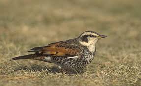 Image result for Turdus eunomus