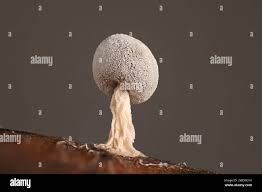 Attēlu rezultāti vaicājumam “Didymium serpula spores”