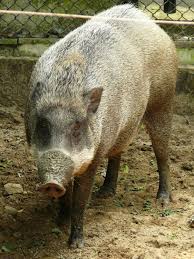 Attēlu rezultāti vaicājumam “Sus scrofa”