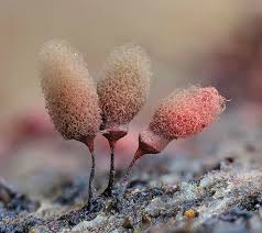 Attēlu rezultāti vaicājumam “Arcyria affinis young”