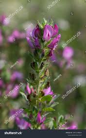 Attēlu rezultāti vaicājumam “Ononis arvensis flower”