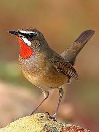 Image result for Luscinia calliope