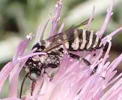 Attēlu rezultāti vaicājumam “Rhamnusium bicolor”