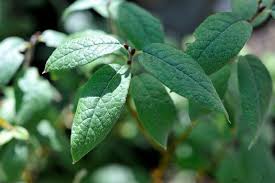 Attēlu rezultāti vaicājumam “Salix lapponum leaf”