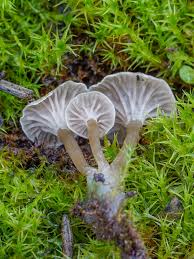 Attēlu rezultāti vaicājumam “Arrhenia spatulata”