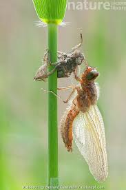 Attēlu rezultāti vaicājumam “Libellula fulva”